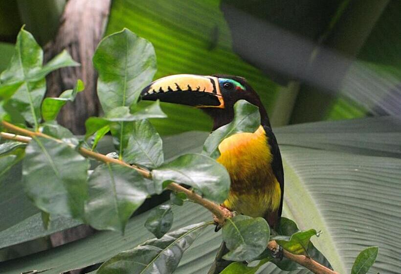 带1个卧室的别墅, Kaliawiri Bird Lodge & Reserve