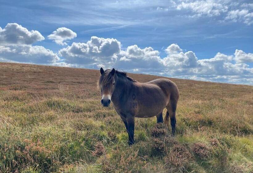 豪华单人间, The North Cliff
