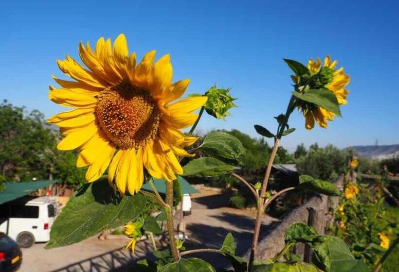 غرفة قياسية, Rural Alqueria De Los Lentos