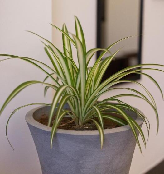 Standard Room Pool View, De Paris à Kandy