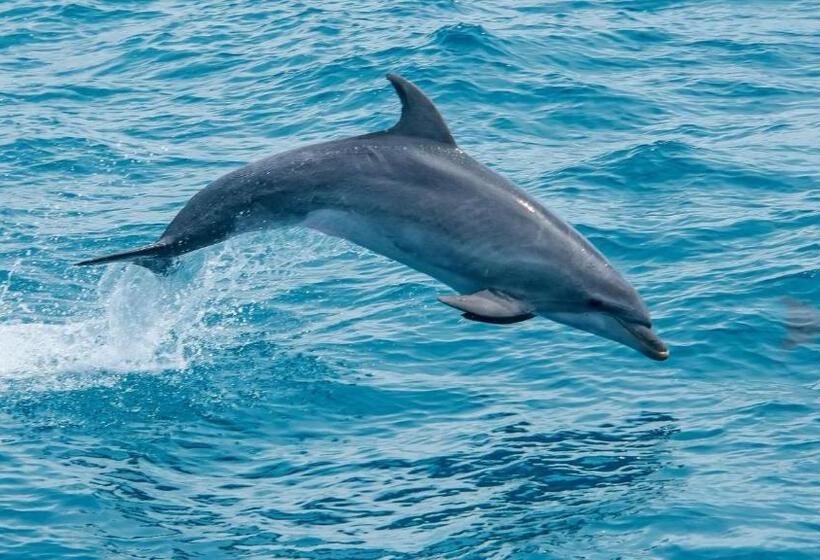 اتاق دلوکس مخصوص معلولین, Suítes Vista Pro Mar Ilhabela