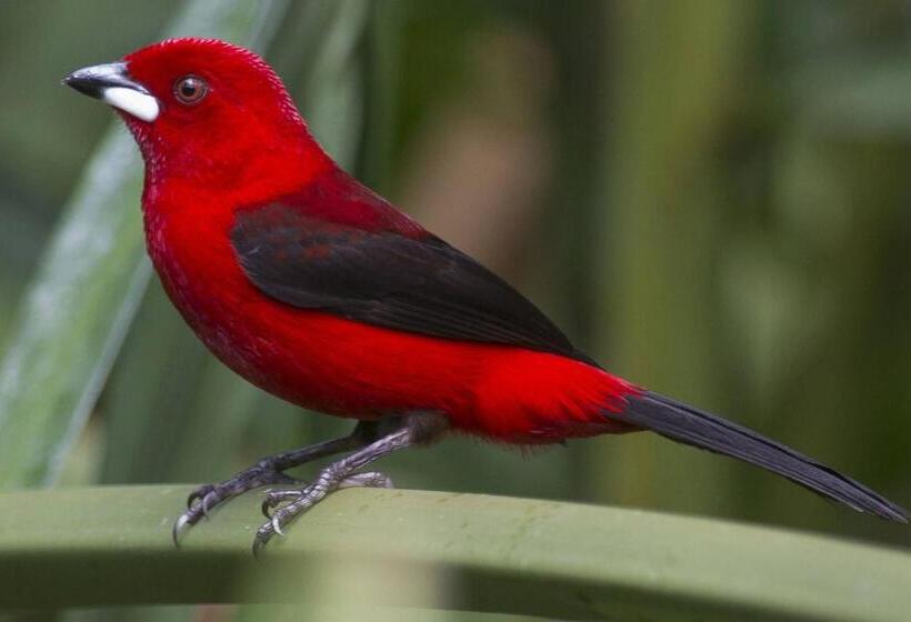 바다 전망 스위트, Suítes Vista Pro Mar Ilhabela