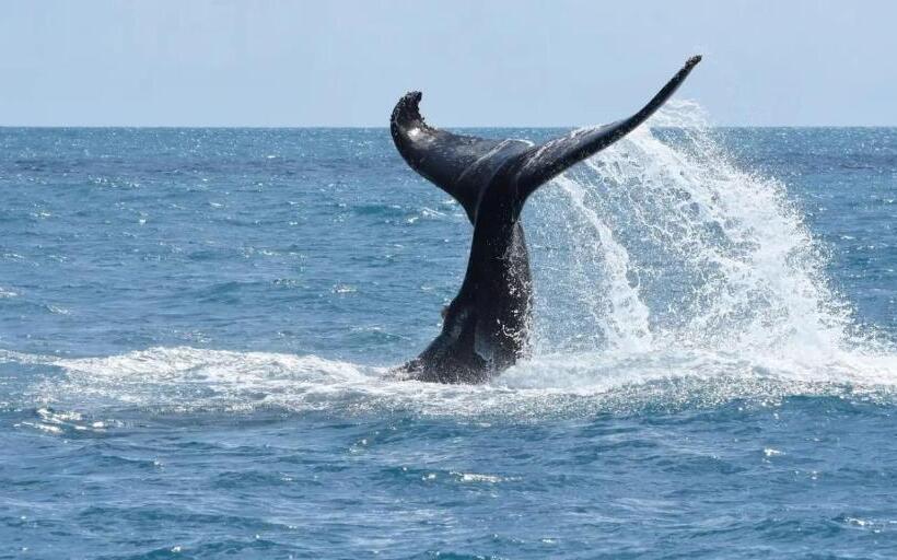 스탠다드 룸 킹사이즈 침대, Suítes Vista Pro Mar Ilhabela