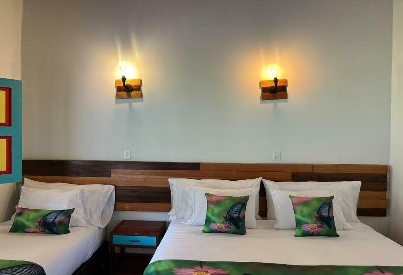 标准三人间, Momotus Cocora