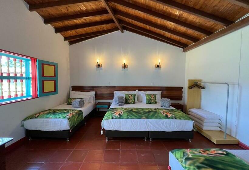 四人标准间, Momotus Cocora