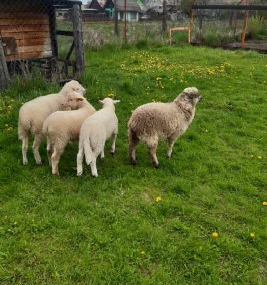 高级三人间, Relax Mariánka