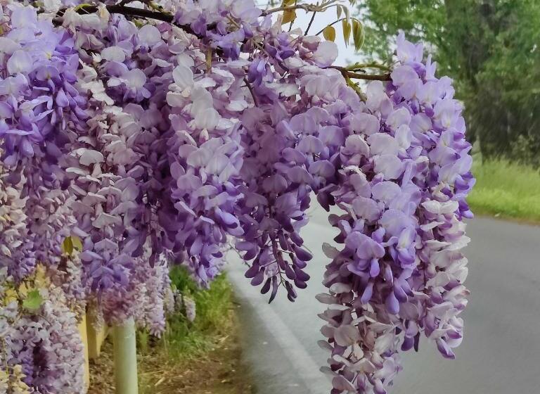 Chambre Triple Supérieure, Villa Ghia