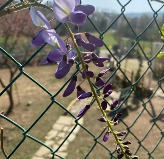 コンフォートトリプルルーム, Oca Carolina