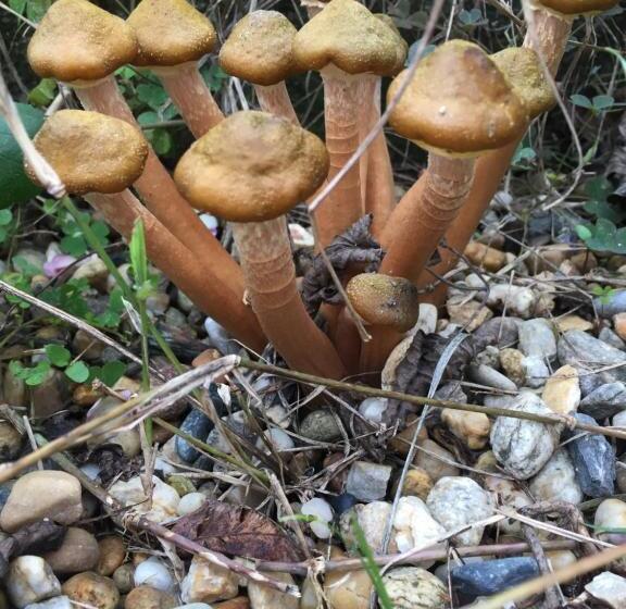 غرفة كومفورت ثلاثية, Oca Carolina