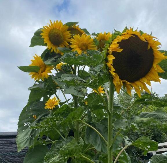 غرفة كومفورت ثلاثية, Oca Carolina