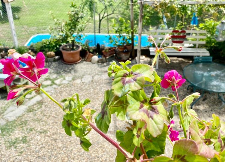 غرفة كومفورت ثلاثية, Oca Carolina