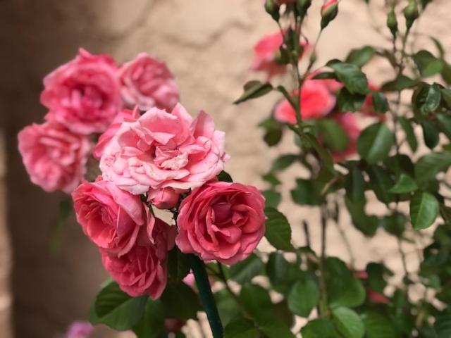 스탠다드 룸 가든 전망, Les Belles Terrasses