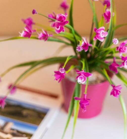 Номер Deluxe, Abbanive