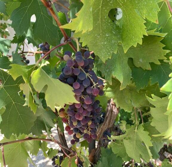 带1个卧室的高级公寓, Masseria Capece