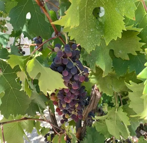 １ベッドルームのスーペリアアパートメント, Masseria Capece