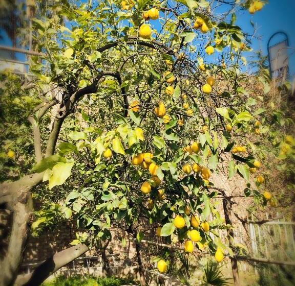 غرفة قياسية, Aloha House