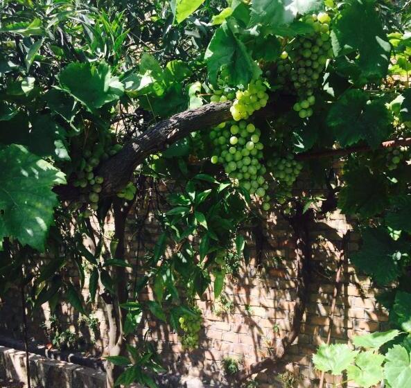 غرفة قياسية مع حمام خارجي, Aloha House