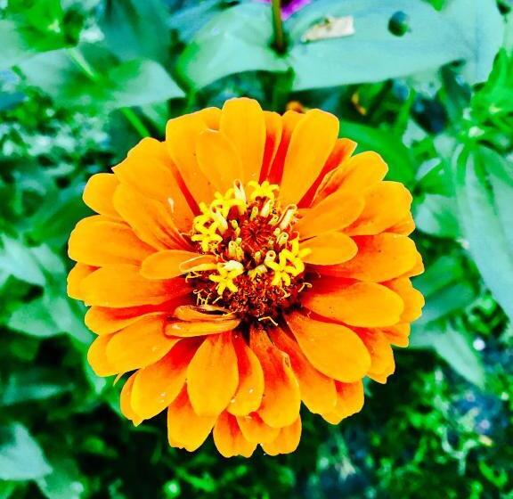 غرفة قياسية مع حمام خارجي, Aloha House