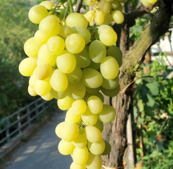 带1个卧室带花园景观的公寓, Agriturismo A Veggia Vigna