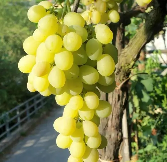 庭の見える１ベッドルームアパートメント, Agriturismo A Veggia Vigna