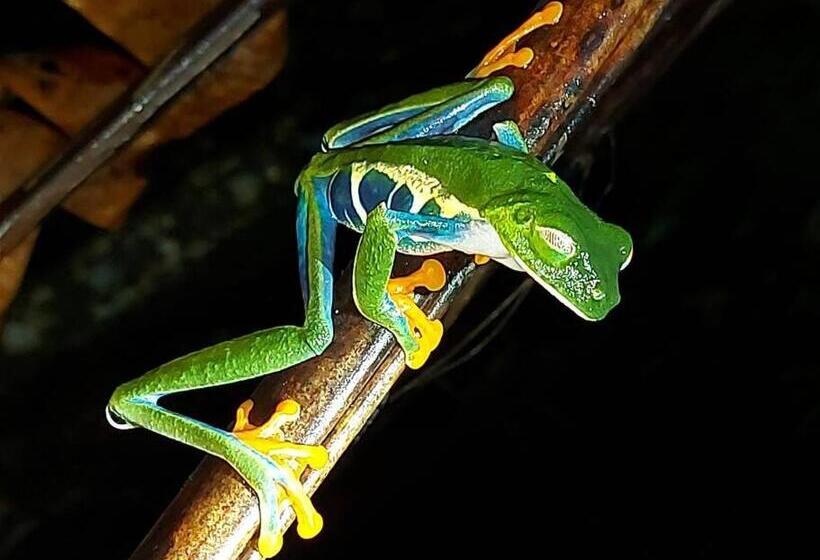 בית, 2 חדרי שינה, Beautiful Casa Aire Near Lake Arenal In Nuevo Arenal   Casas Airelibre