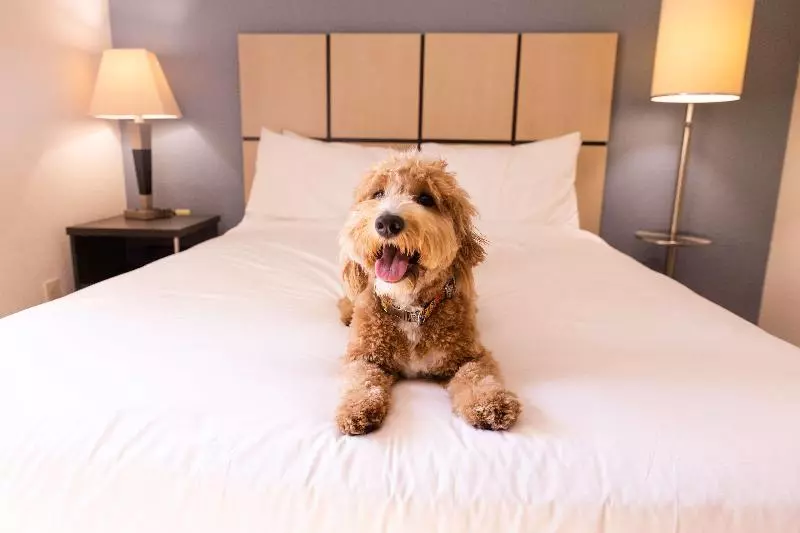 سوییت, Sonesta Simply Suites Orange County Airport