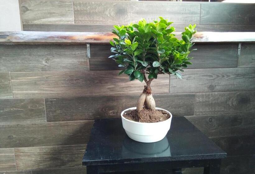 스탠다드 룸, Big Mama Jungle Rooms