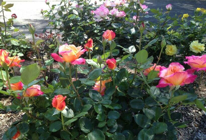 חדר סטנדרט נוף לגינה, Cooee Motel