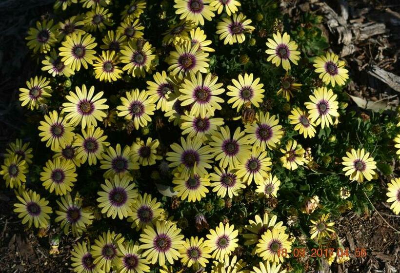 חדר סטנדרט נוף לגינה, Cooee Motel