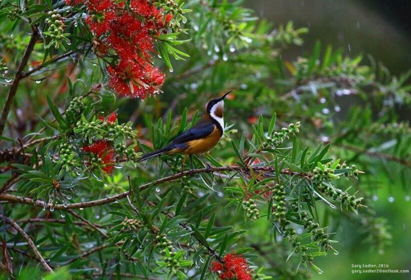 Люкс Кровать Кинг, Elfin Hill Vineyard Accommodation