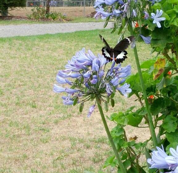 Люкс Кровать Кинг, Elfin Hill Vineyard Accommodation