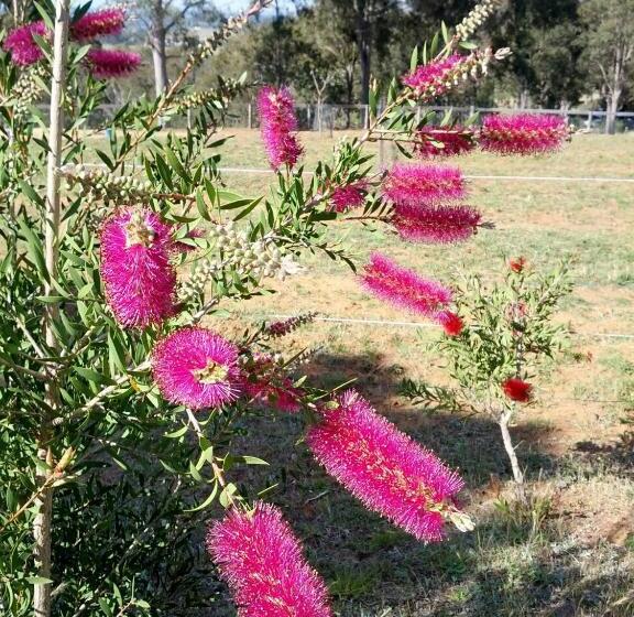 Family Suite, Elfin Hill Vineyard Accommodation