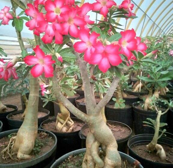 شقة غرفتين, Casa Blanca Inn