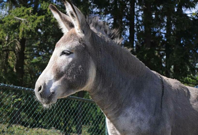 דירת שני חדרים, Typ B4