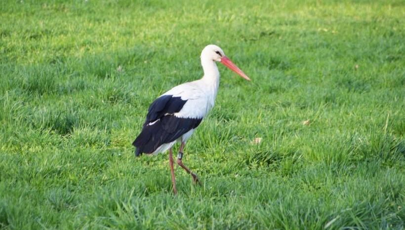 דירת חדר, Am Waldrand Spreewald