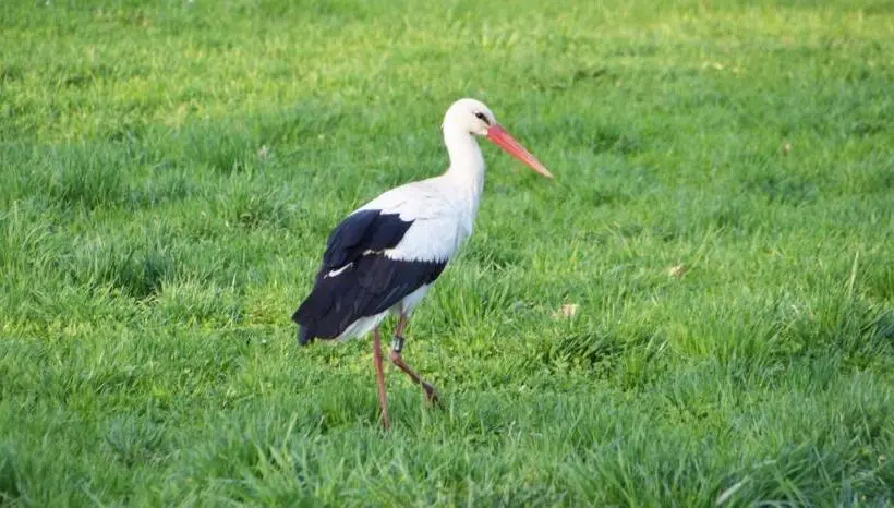 １ベッドルームハウス, Am Waldrand Spreewald