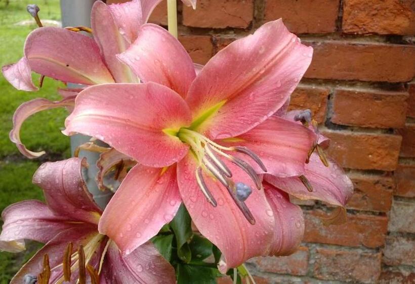 דירת חדר, Am Waldrand Spreewald