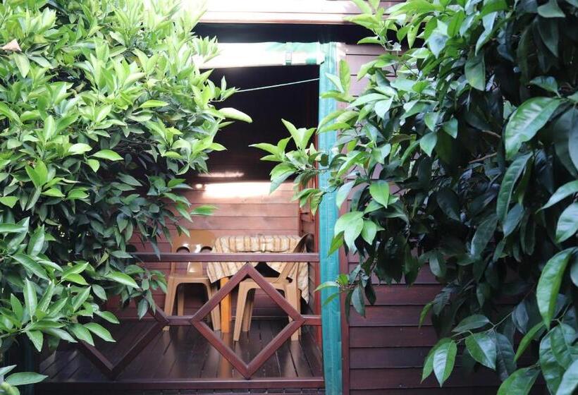 بنجلو قياسى, Plaj