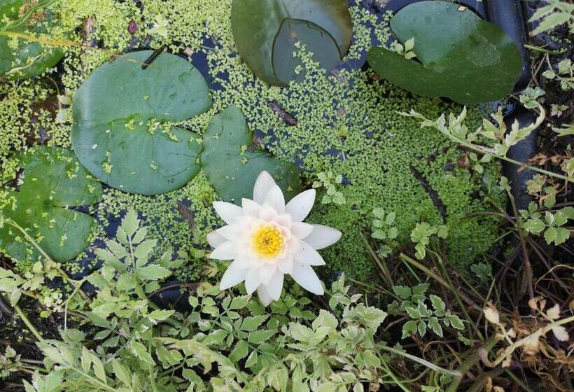 חדר סטנדרט, Villa Le Cloky