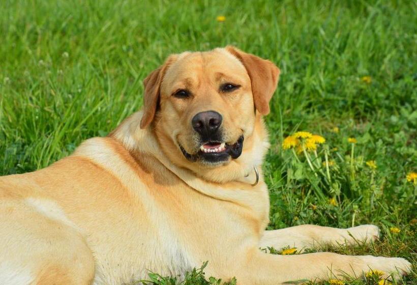 آپارتمان دوبلکس 1 خوابه, Schnatterhof