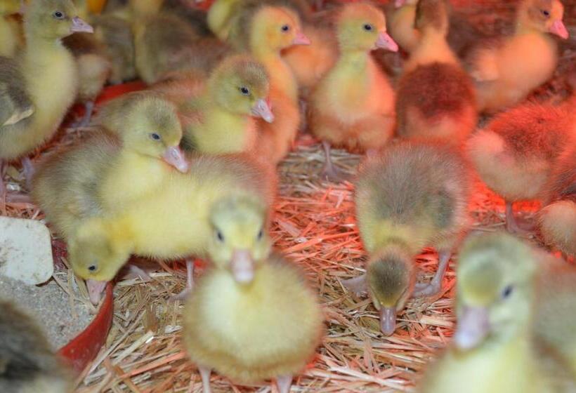 اتاق استاندارد, Schnatterhof