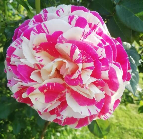 Номер Стандарт, Maison Du Cheval