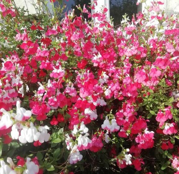 Номер Стандарт, Maison Du Cheval