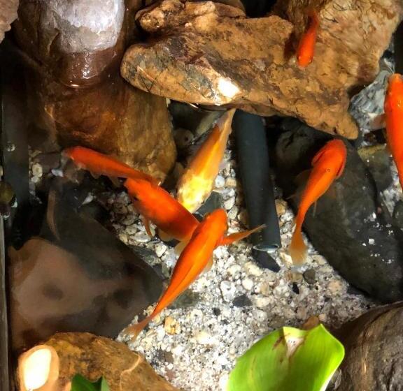 Casa 1 Dormitori, Tsubakian Kyoto Vacation Stay 29429v