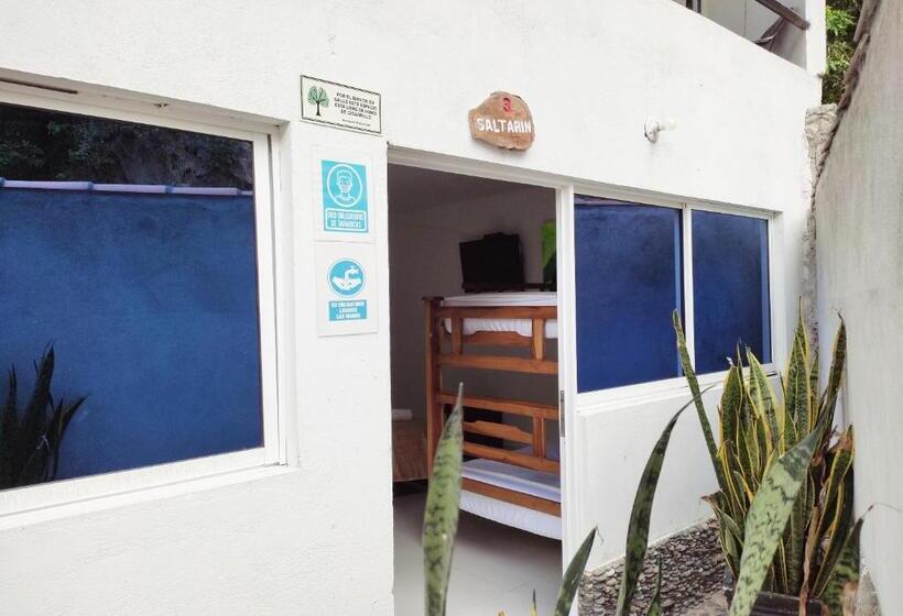 四人豪华间, Manakin Tayrona