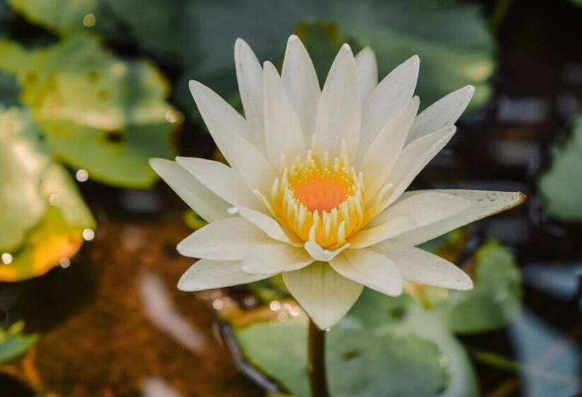 バルコニー付きデラックスルーム, Ruanmai Style Resort 2