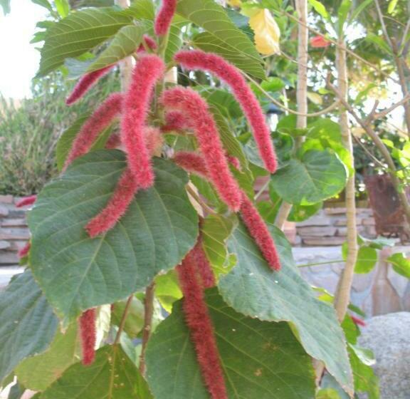 غرفة عائلية مطلّة علي البحر, Hacienda De Palmas