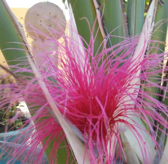 غرفة عائلية مطلّة علي البحر, Hacienda De Palmas