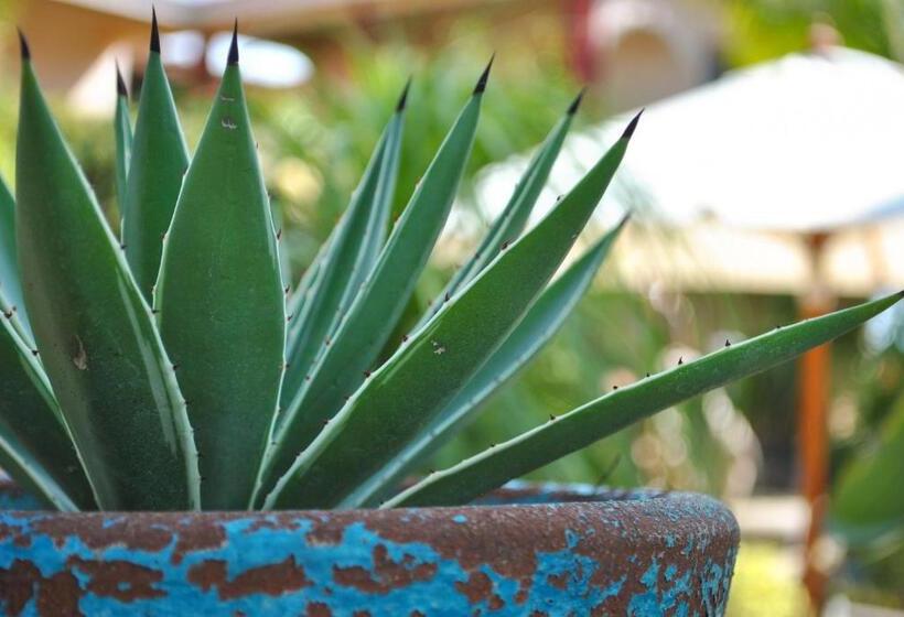 غرفة عائلية مطلّة علي البحر, Hacienda De Palmas