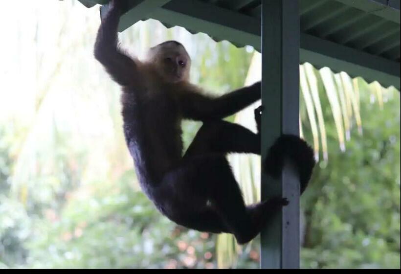 Номер Deluxe Вид на Море Боковой, Most Animal Friendly Place On Earth Casa Geraldo